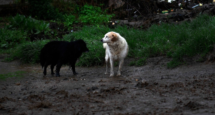 Indignación en Talca: postergan formalización de acusado de matanza de tres perros en sede municipal