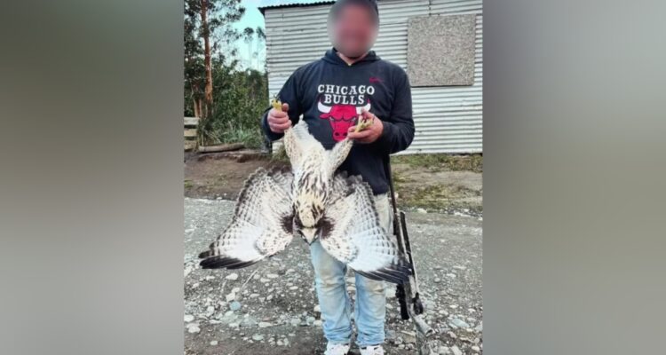 Investigan caza y muerte de aguilucho, especie protegida en Dalcahue