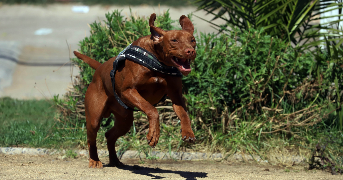 Justicia ordena $15 millones de indemnización por ataque de perro a menor en condominio de Valdivia