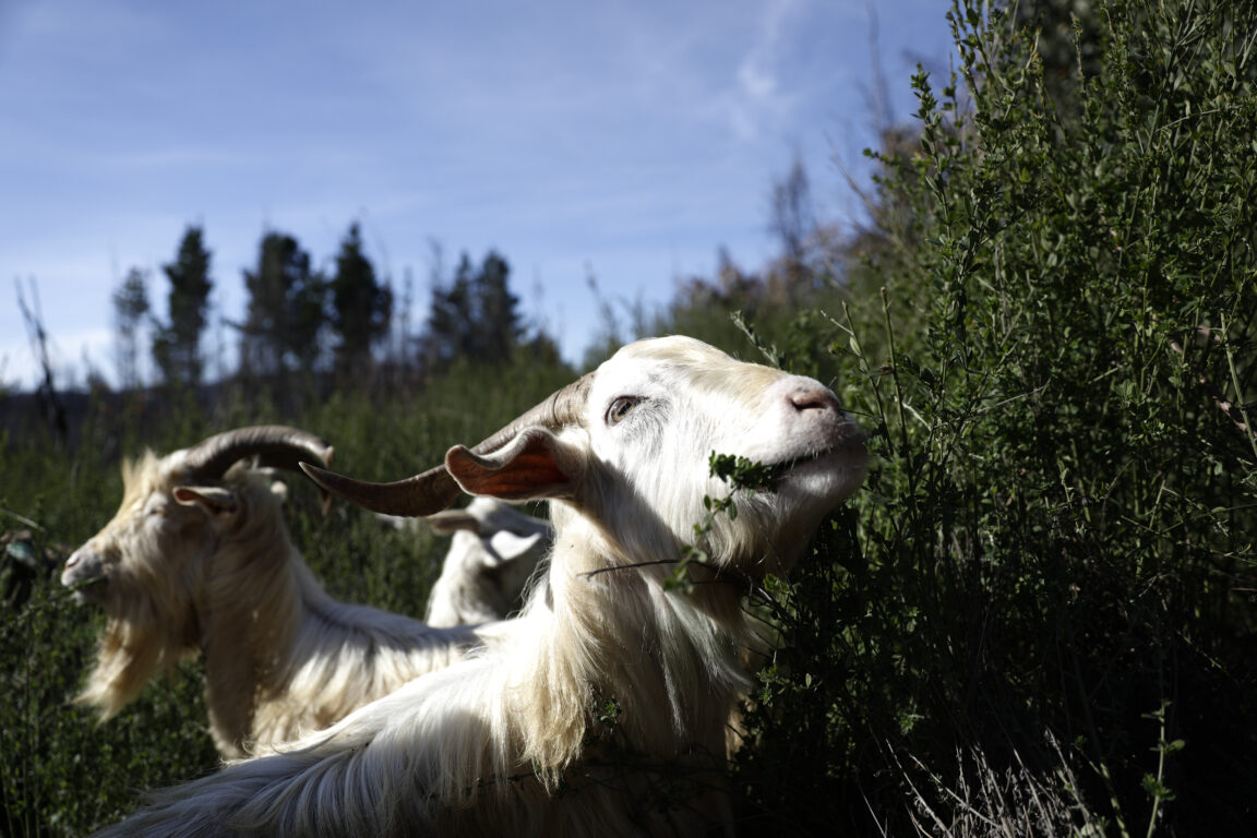 Cabras trabajando
