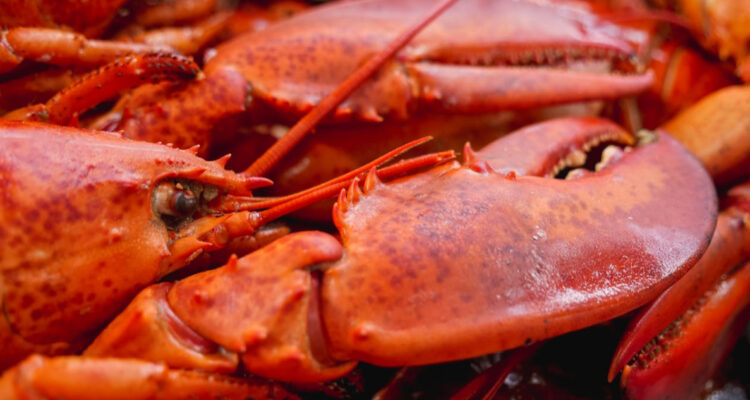 Langostas sí sienten dolor