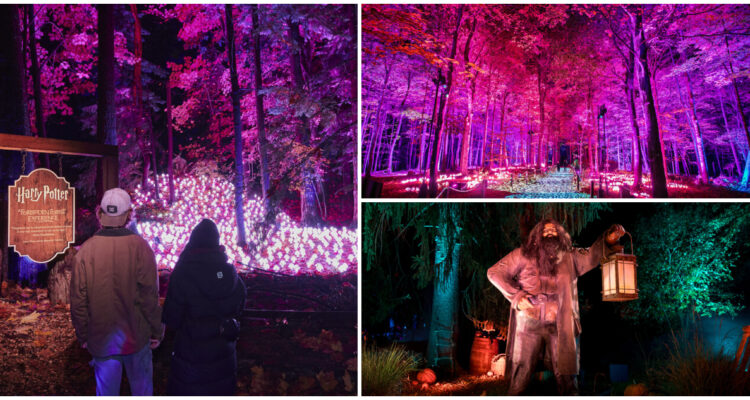 Llega a Chile el Bosque Prohibido de Harry Potter
