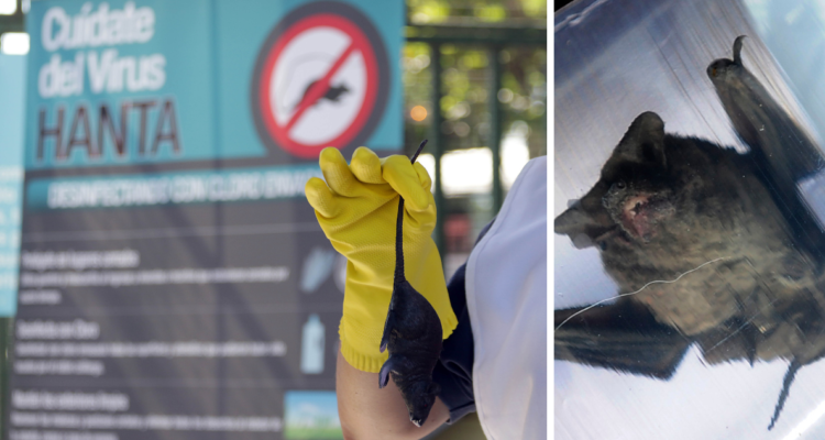 Los Lagos: confirman caso de virus Hanta en hombre de 42 años y el hallazgo de murciélago con rabia
