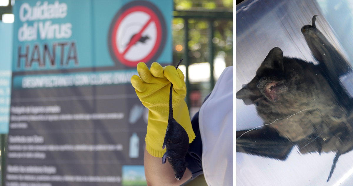 Los Lagos: confirman caso de virus Hanta en hombre de 42 años y el hallazgo de murciélago con rabia
