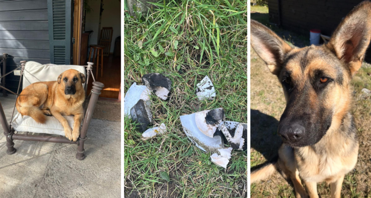 Dos mascotas mueren electrocutadas tras contacto con cable de tendido eléctrico caído en Pucón