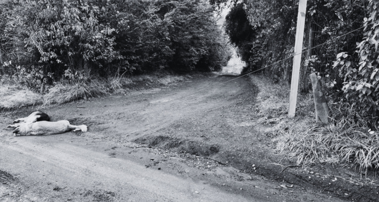 Dos mascotas mueren electrocutadas tras contacto con cable de tendido eléctrico caído en Pucón