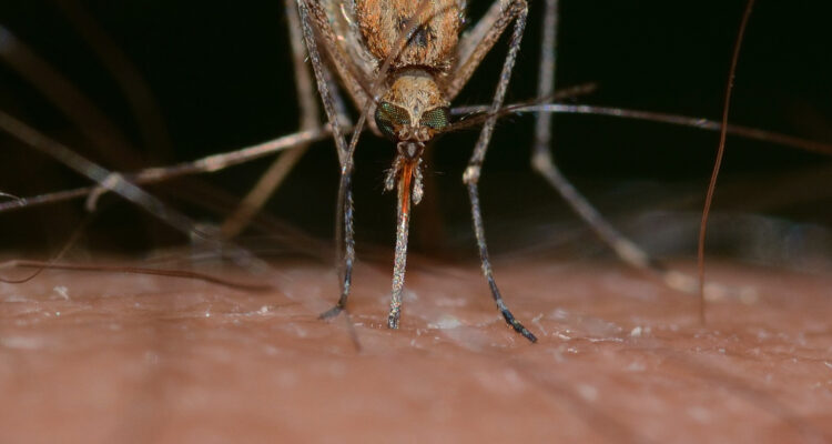 Foto de un zancudo