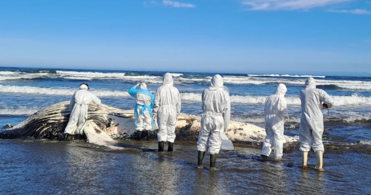 Muerte de ballena jorobada en Chiloé