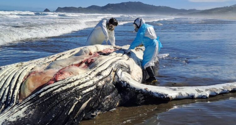 https://media.biobiochile.cl/wp-content/uploads/2026/04/muerte-ballena-chiloe-750x400.jpg