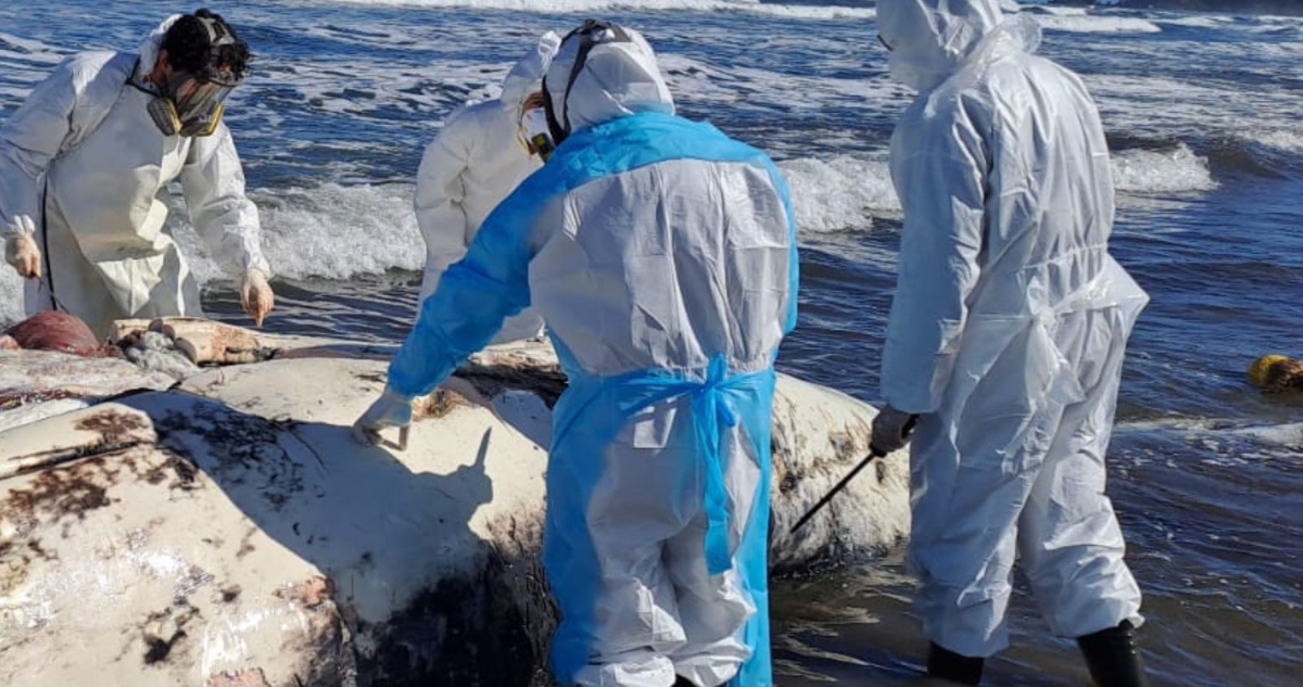 Muerte de ballena en Chiloé