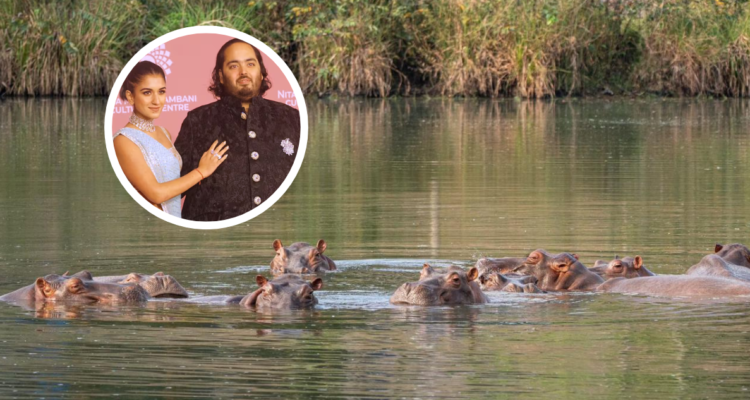 Multimillonario de India se ofrece a salvar los hipopótamos de Pablo Escobar: tendrían hogar de lujo