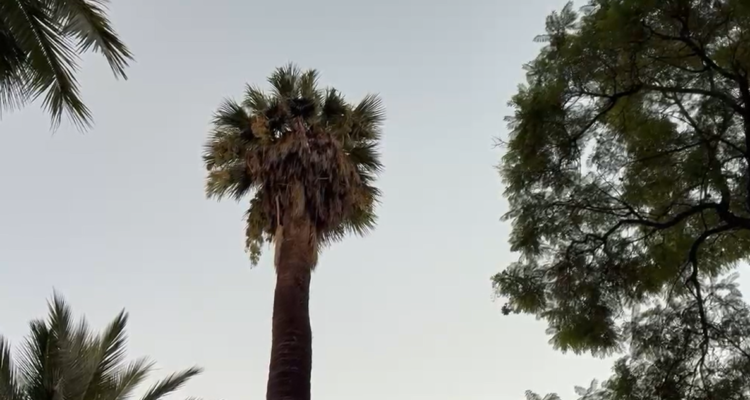 Jaime Sepúlveda | RBB