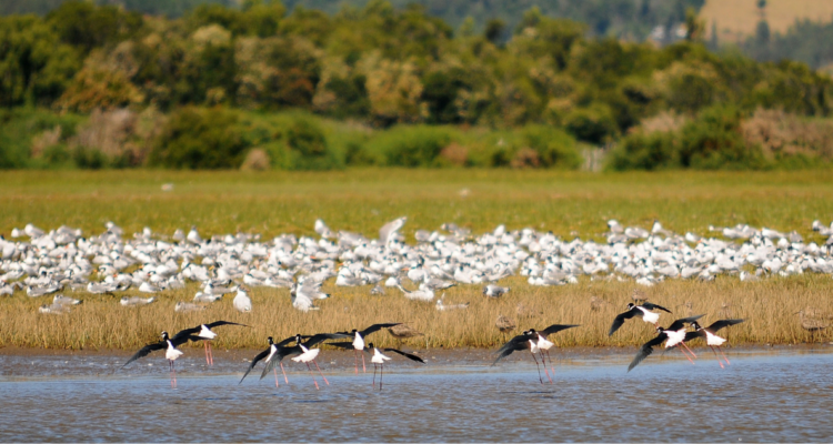 Foto de contexto de humedal