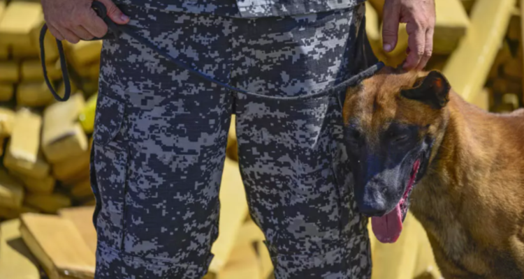 Perro policial permite realizar decomiso histórico de 48 toneladas de marihuana en favela de Brasil