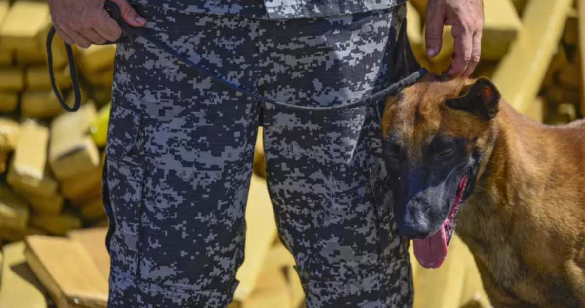 Perro ayuda a decomiso de droga histórico en Brasil