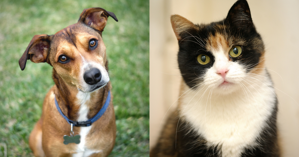 Las palabras que entienden perros y gatos