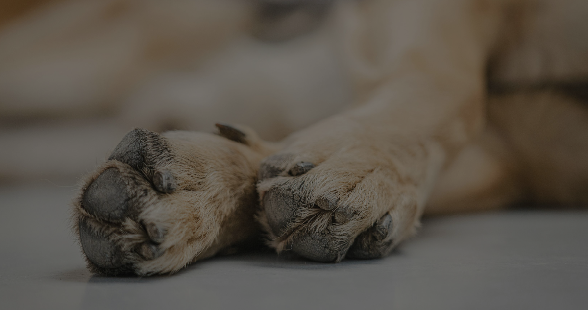 CONTEXTO | Pexels