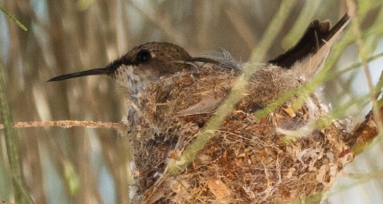 Foto de un picaflor de Arica en su nido