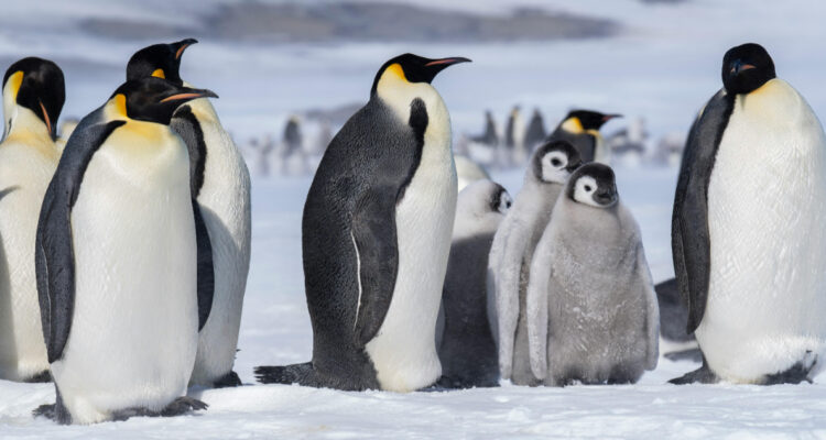 Fotos de pingüino emperador