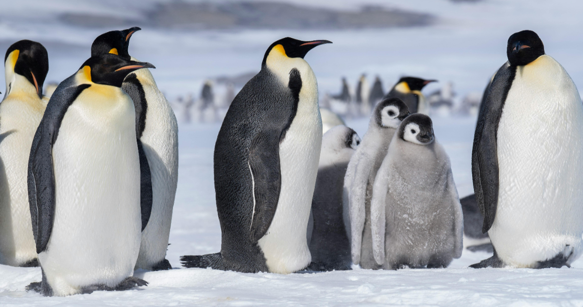 Fotos de pingüino emperador