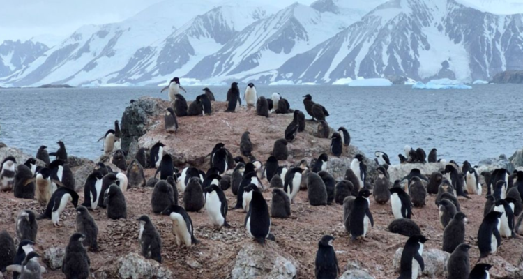 Pingüinos en Chile