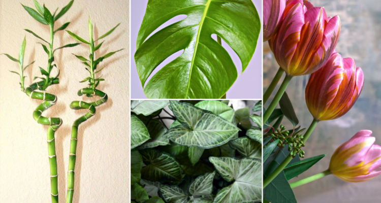 Pueden ser mortales: estas plantas comunes del hogar son tóxicas para tus mascotas