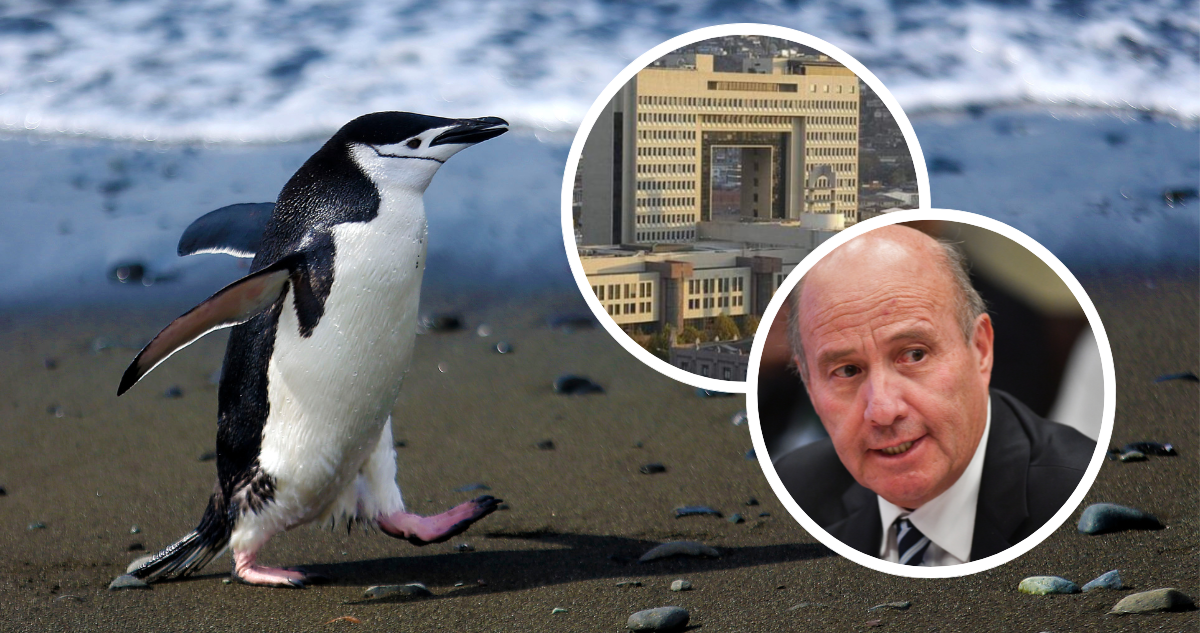 Foto de contexto de un pingüino, el Congreso Nacional y Jorge Quiroz