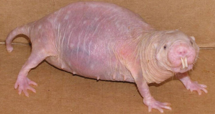 Foto de una rata topo desnuda