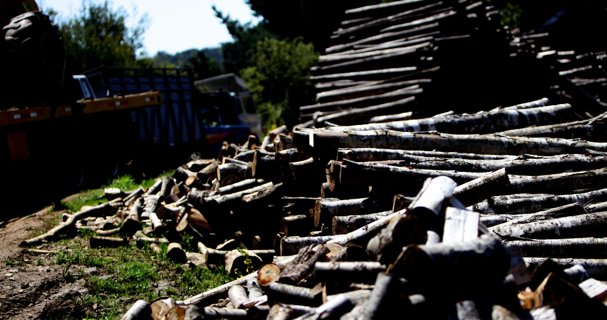 Rechazan prisión preventiva para más de 20 comuneros imputados por presunto robo de madera en Chonchi