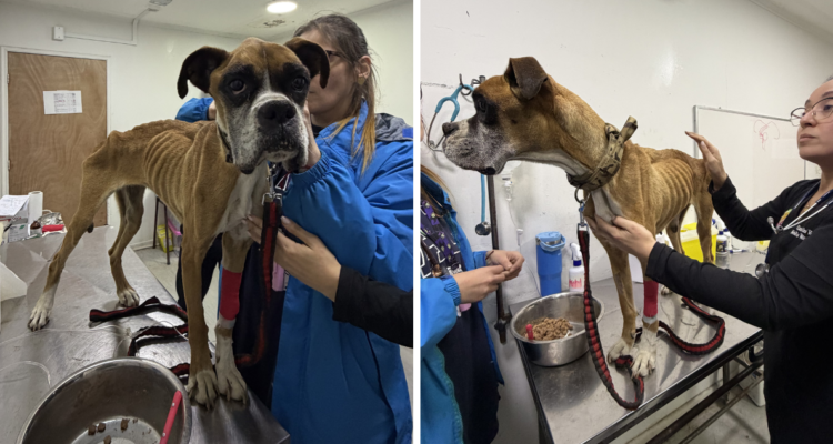 Rescatan a perro en avanzado estado de desnutrición en San Pedro de la Paz: su dueño fue detenido