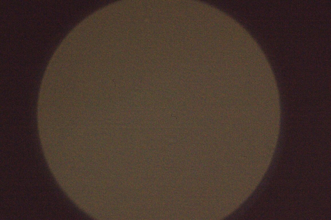 Bacteria Roseovarius sp.