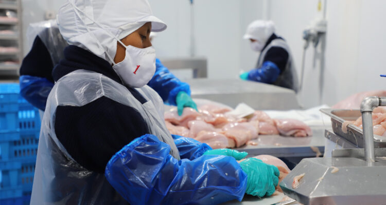 Perú suspende importación de aves desde Chile