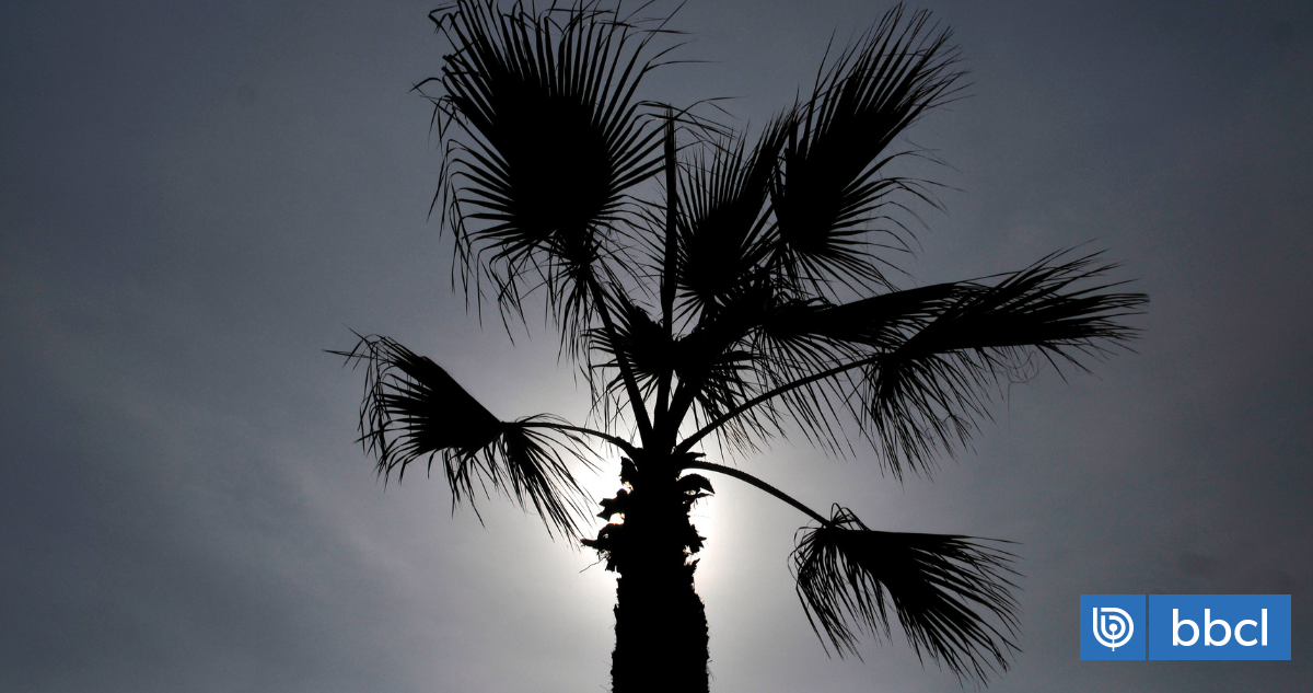 Parte de una palmeta cae en Plaza de Armas de Santiago: hay una persona herida