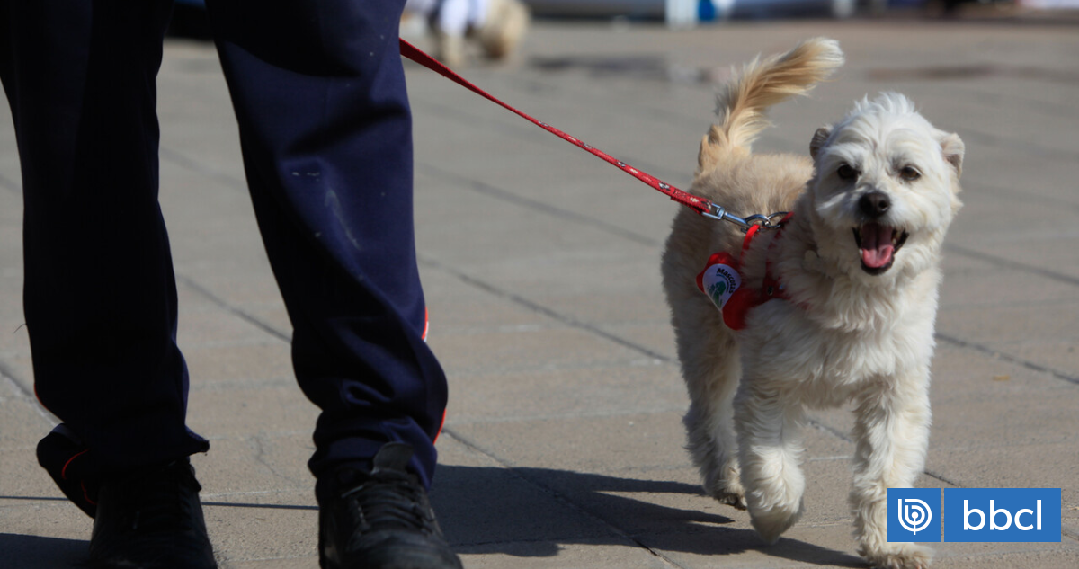 Familia de perro que murió electrocutado en Viña presentará querella contra alcaldesa Ripamonti