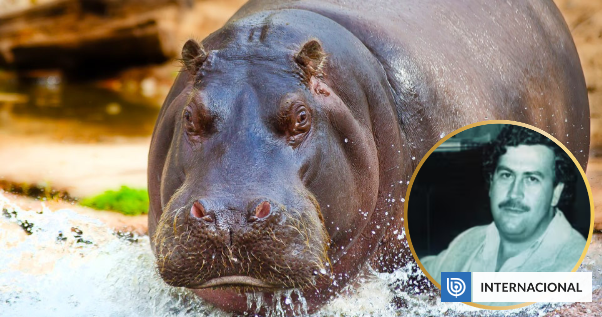 Colombia confirma que sacrificará a los hipopótamos introducidos por Pablo Escobar en los 80
