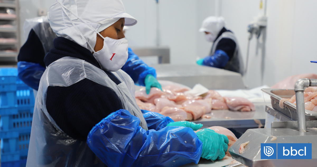 Por qué Perú ordenó suspender la importación avícola proveniente de Chile por tres meses