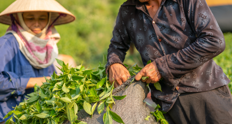 Detrás de la etiqueta dorada: el sistema feudal que sostiene al té de Ceilán