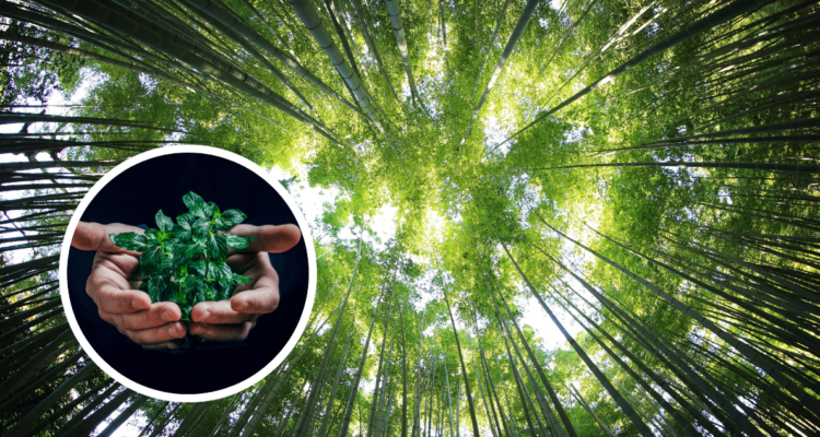 Árboles y sustentabilidad