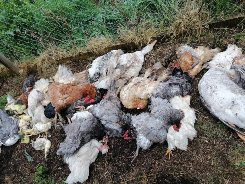 Aves de corral asesinadas por el visón