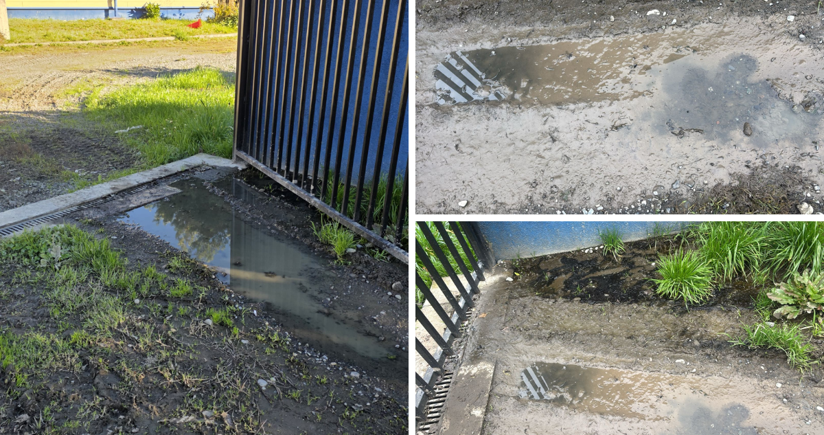 Ratones muertos y aguas servidas: apoderados denuncian problemas sanitarios en escuela rural de Osorno