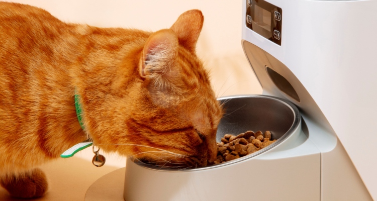 Por qué deberías mojar la comida seca de tu gato: las 3 cosas que seguro no sabías de su alimentación