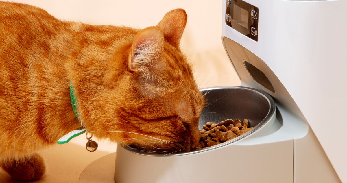 Por qué deberías mojar la comida seca de tu gato: las 3 cosas que seguro no sabías de su alimentación