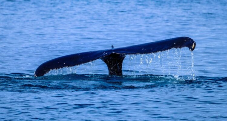Por qué las ballenas se sienten atraídas por las costas del Bío Bío: avistamiento sorprende a locales