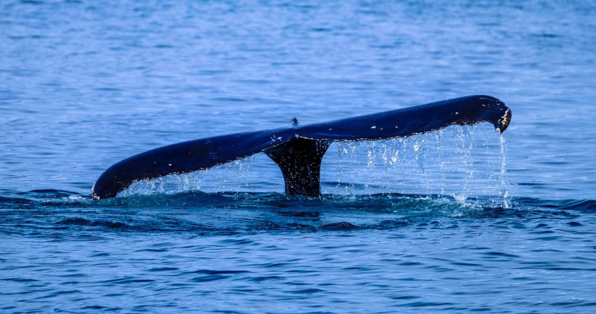 Por qué las ballenas se sienten atraídas por las costas del Bío Bío