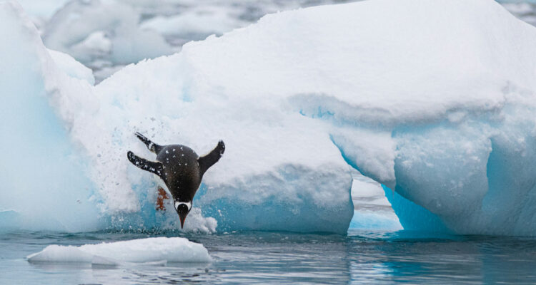 Foto de un pingüino en la Antártica