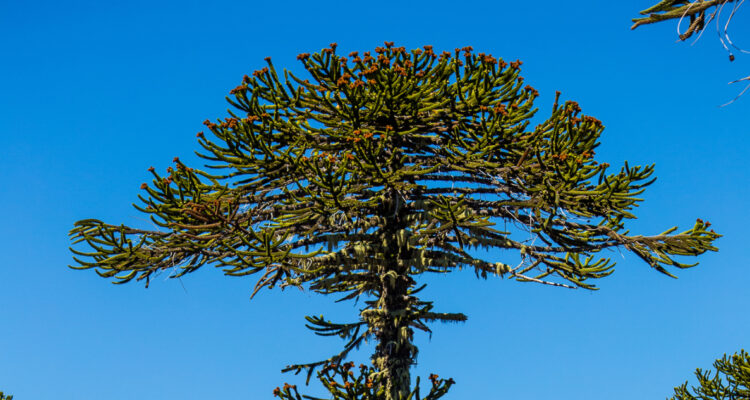 Más de 35 mil hectáreas de araucaria se han perdido en La Araucanía y avanza amenaza sobre la especie
