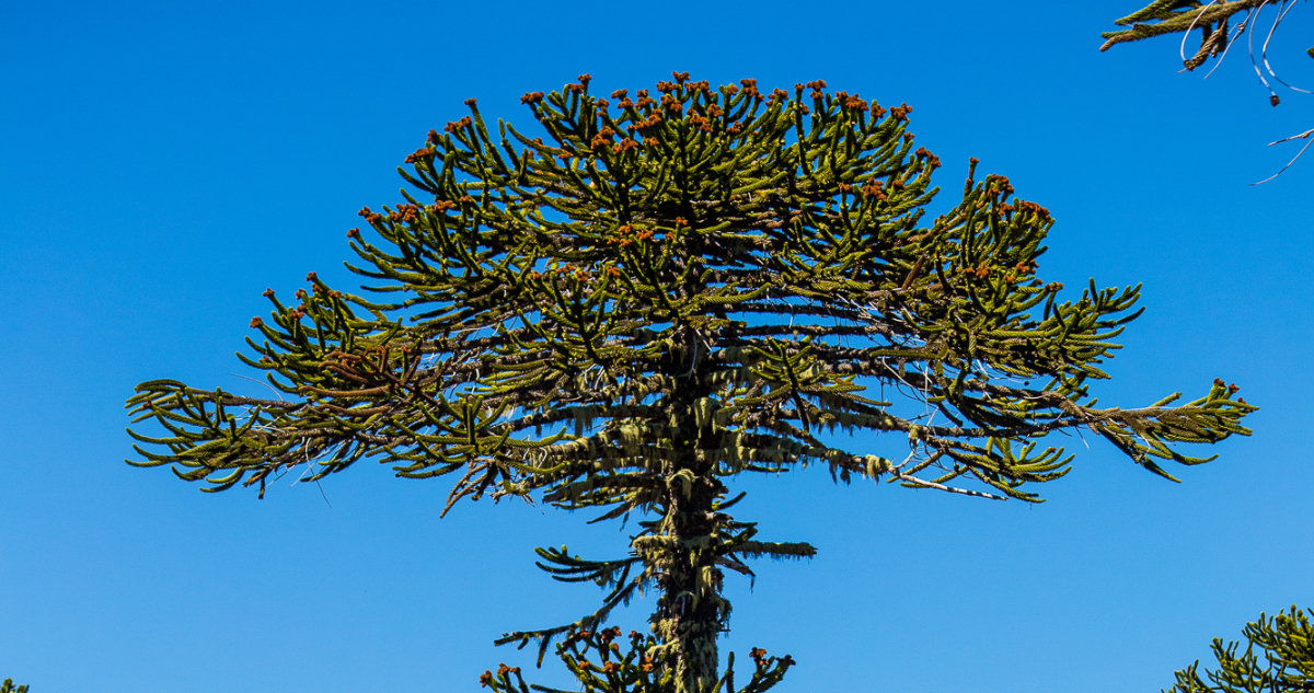 Más de 35 mil hectáreas de araucaria se han perdido en La Araucanía y avanza amenaza sobre la especie