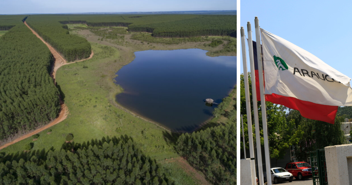 Arauco analiza vender bosques en Chile para ayudar a financiar su megaproyecto de celulosa en Brasil