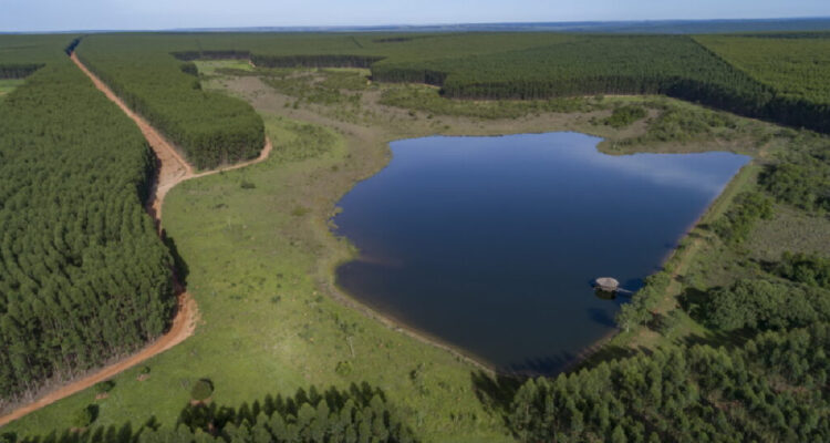 Arauco analiza vender bosques en Chile para ayudar a financiar su megaproyecto de celulosa en Brasil