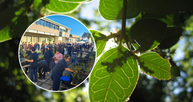 Este sábado regalarán miles de árboles nativos en la UdeC: a qué hora y cómo conseguir el tuyo
